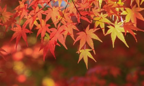ストレスは秋で解消！健康管理が出来る３つの「秋」